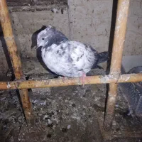 ۲۰ عدد جوجه پرشی بام ندیدی به فروش می رسد.|پرنده|کیاشهر, |دیوار