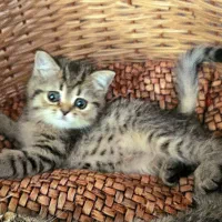 گربه نژاد اسکاتیش وبریتیش