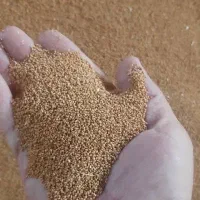 بذر کاملینا