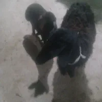 یک عدد میش وبره