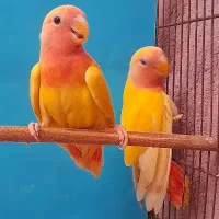 طوطی کوتوله برزیلی|پرنده|بندرعباس, |دیوار