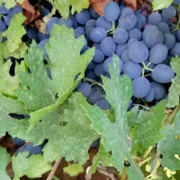 انگور سیاه دیمی