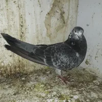 کبوتر نر و ماده