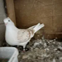 دو کت|پرنده|قم, نیروگاه|دیوار