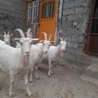 بز سانن اصل فرانسوی|حیوانات مزرعه|مشهد, درزآب|دیوار