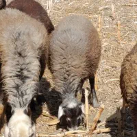 برع نر.  میش بز بره ما قوچ