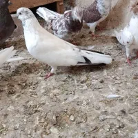 لوطی ماده و تهرانی|پرنده|تیکمه داش, |دیوار