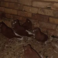 دم سفید و دوکت|پرنده|زنجانرود, |دیوار