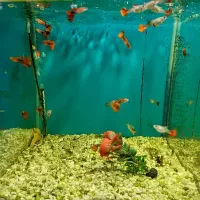 سالن فروش انواع ماهی و آکواریوم|ماهی|پرند, فاز ۵|دیوار