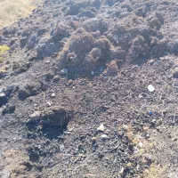 کود کمپوست قارچ|خدمات باغبانی و درختکاری|کلیائی, |دیوار