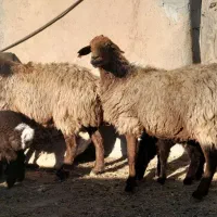 گوسفند میش بره|حیوانات مزرعه|شیروان (خراسان), |دیوار