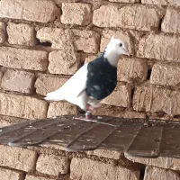 کبوتر طوقی
