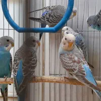 مرغ عشق