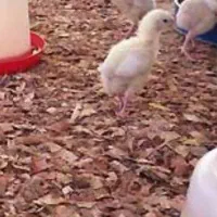 جوجه گوشتی نژاد راس اصلی|حیوانات مزرعه|هرسین, |دیوار