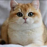 شهر بریتیش گلد