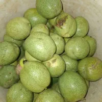 گردو تازه و ارگانیک برداشت امسال