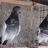 یک جفت نر و ماده پاکستانی به شرط پرش|پرنده|تهران, اقدسیه|دیوار