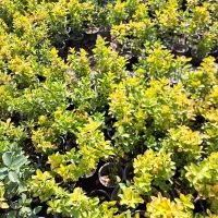 شمشاد طلایی سطل ۳|گل و گیاه طبیعی|شهریار, شهریار|دیوار