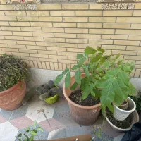 گل و گلدان|گل و گیاه طبیعی|شیراز, تندگویان|دیوار