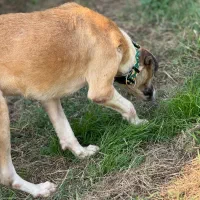 واگذاری رایگان سگ بومی|سگ|رشت, گلسار|دیوار
