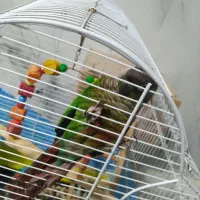 یک عدد گرینچیگ نر|پرنده|رضوانشهر, |دیوار