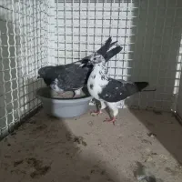 بعلت نداشتن جا|پرنده|محمدیه-قزوین, |دیوار