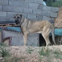 نر سرابی چهل ماهه