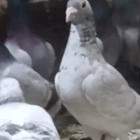 کفتر