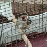 سره نر دو تا