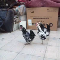 مرغ وخروس گلین درجه یک نیمچه گلین