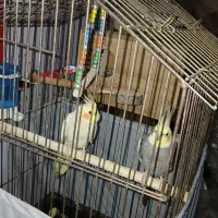 عروس هلندی جفت مولد