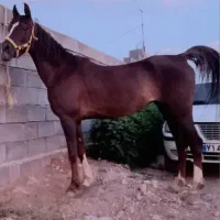 اسب