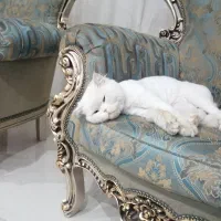 گمشده|حیوانات|نظرآباد, شهرک آزادگان|دیوار