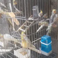 طوطی عروس هلندی|پرنده|رشت, سلیمانداراب|دیوار