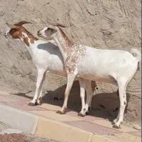 دوعدد بز سومال هیکلی دوقلوزا|حیوانات مزرعه|بندرعباس, |دیوار