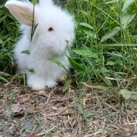 حراج خرگوش های لوپ هلندی و ترکیش و جرسی