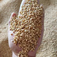 گندم بذری کلاته