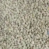 عدس تازه