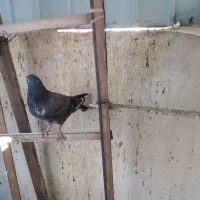 تعدادی کبوتر|پرنده|نیشابور, مدرس|دیوار