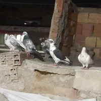 تعدادی کفتر