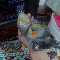 عروس هلندی دستی