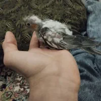 جوجه عروس هلندی|پرنده|چهارباغ, |دیوار