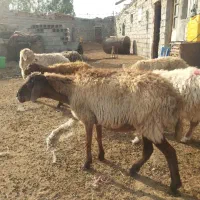 هفت عدد گوسفند|حیوانات مزرعه|اردبیل, |دیوار