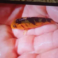 ماهی کوی|ماهی|مشهد, مهدی آباد|دیوار