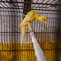 قناری جیبوس نر قرص بخون