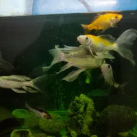 ۶ عدد ماهی کوی|ماهی|تهران, شهرک رضویه|دیوار