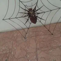 تابلو  عنکبوت|تابلو، نقاشی، عکس|تهران, درکه|دیوار