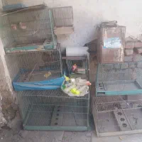 قفس قناری