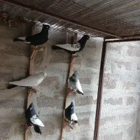 سینه|پرنده|شیراز, فرهنگ شهر|دیوار