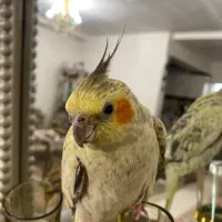 عروس هلندی
